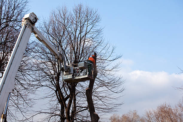 Best Stump Grinding and Removal  in Madill, OK